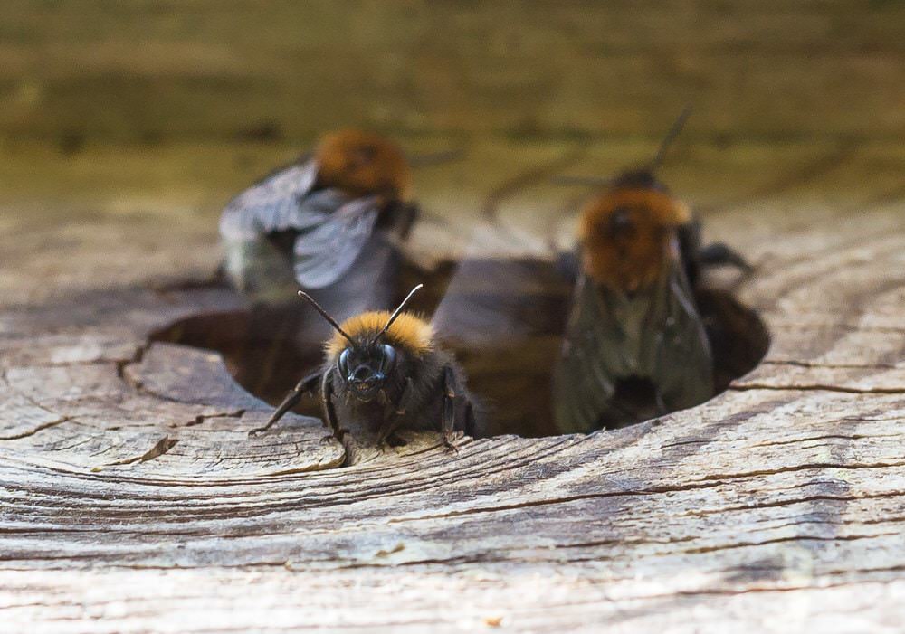 bumble bees inside some wood