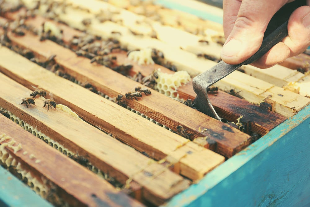 extracting hive board