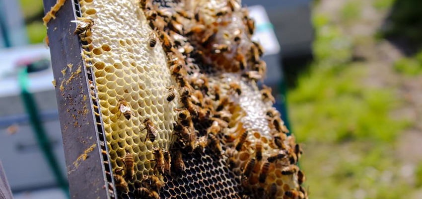 honey hive board