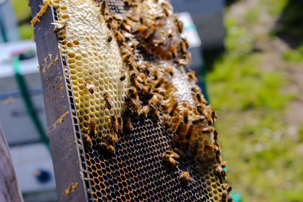 honey on hive board