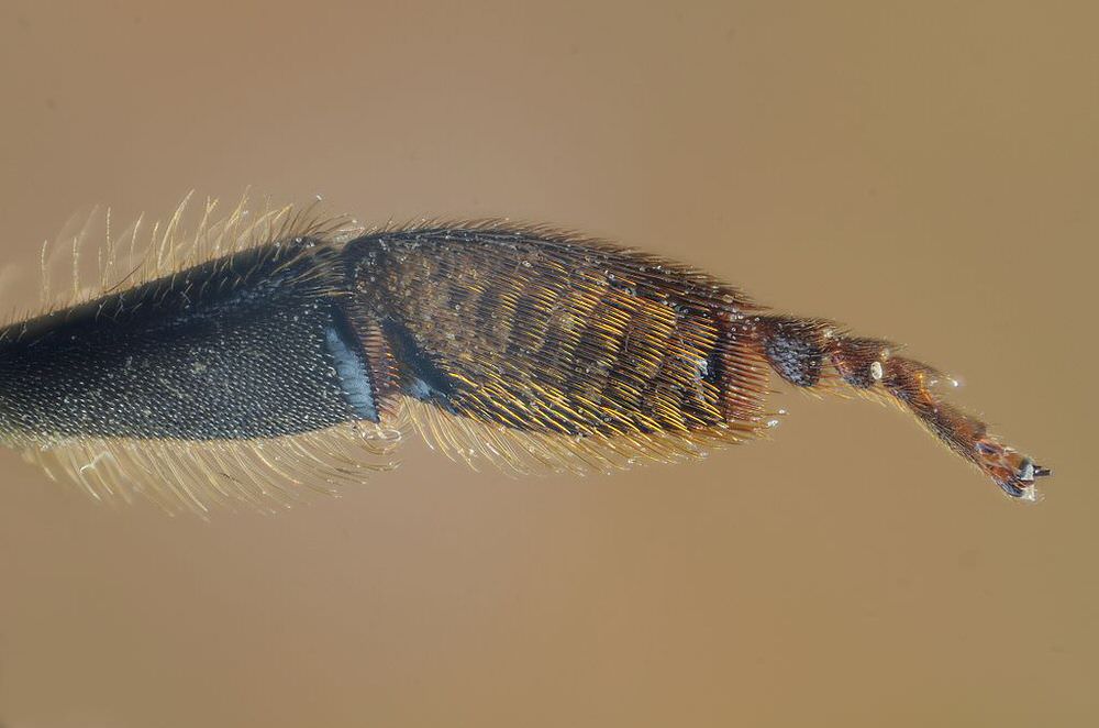pollen collecting hairs on leg of bee