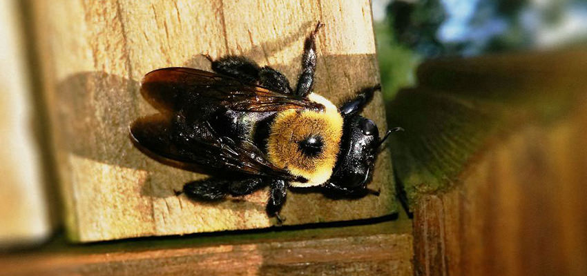 black bee bite