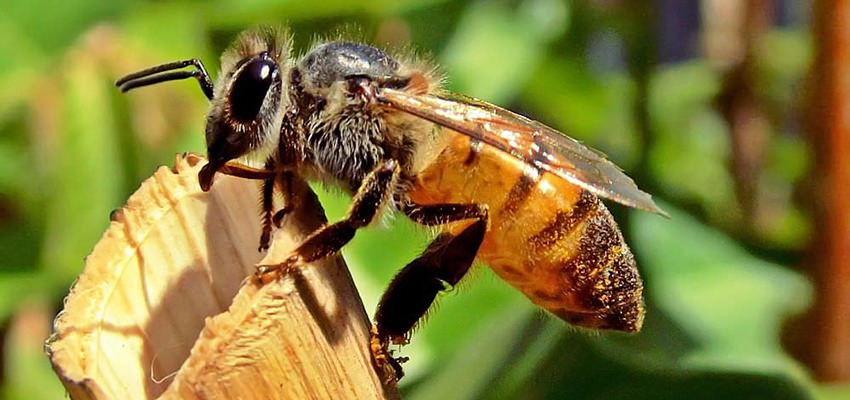 Do Honey bees Sting