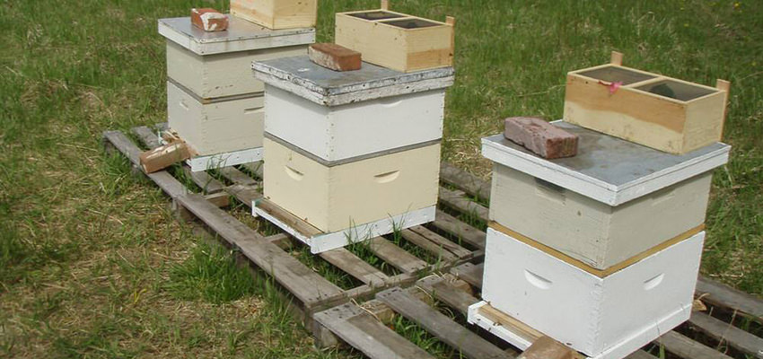 langstroth hives